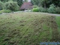Lawn Thatching 7