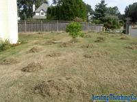 Lawn Thatching 1
