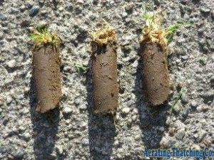 Lawn Aeration Plugs from Clay Soil