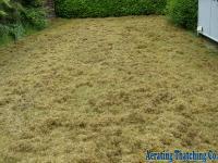 Lawn Thatching 3